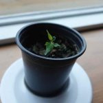 The wee bodhi tree. See the earlier photo in the winter album. The flowering of bodhi (enlightenment) is a slow - but steady - path.