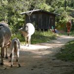 Along the way we met cows - and many things.