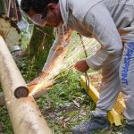 Beat cutting a section of pipe for drainage.