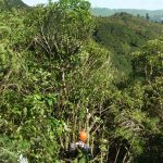 In the thick of it nearly 3 meters off the ground tree tops are thinned.