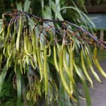 The top of the car park. Flax seed pods.