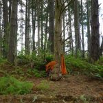 Tudong: We pitched our tents at the root of a tree.