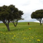 Tudong: Not quite "A host of golden daffodils... Tossing their heads in sprightly dance" but an equally delightful pasture of dandelions.