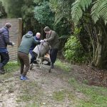 Preparing for vassa; one of the two concrete mixers used during the Garden Kuti working bee being put back into store. You cant believe how slippery the ground is.