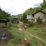 Entering the village; one of many dogs.