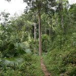 Thai tudong: the long and winding road.