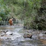 Another gorge to be navigated with no earth track just the river. The rocks are irregular and slippery. The bamboo fence is to stop the buffaloes getting upstream.