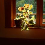 Bright sun filters into the sala.
