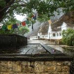 The Bodhi tree at Dambulla.