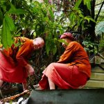 Ajahns Sambodhi and Joe doing sauna roof repairs.