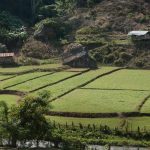 Nicely laid out fields. Note the hay stacked on the big rock (center) so the buffaloes cant reach it - easier than building something.