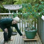 Daniel taking the bodhi tree outdoors for some direct sunlight.
