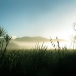 Early morning mists over Kaitoke swamp.