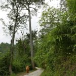 The right road. Notice the ladders on the sides of the two trees. Rare orchids grow in the tree tops and are worth risking your life to acquire and sell. Those ladders are just bits of split bamboo. For the brave-hearted only.