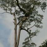 Can you see the orchids in the tree tops? 80 meters - 100? VERY scary stuff.