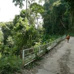 Steep hillsides but relatively easy walking on the road. Note the added bamboo retaining at the near end of the railing. There were several points of erosion.