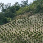 Young trees in a forest clearing.