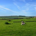 Fields adjacent to Harnham. An English idyll.