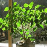 The Bodhi tree resplendently green and bright enjoying the warm sun in the dana sala.