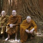 Three forest monks at the root of a tree (redwood forest outside Rotorua).