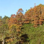 The pine trees above the sala taking leave. The forest will have more space.