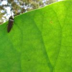 A bug on a leaf.