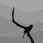 Blackbird singing - against the early morning sky.