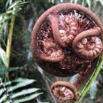 A spring fern frond ready to unfurl.