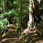 A bench among the beeches.
