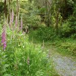 A lovely patch of foxgloves providing cover for the native seedlings planted beside the kuti by-pass track that was put in last year.