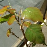 The Bodhi tree pushing out shiny green leaves to greet the spring.