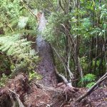 Like all things trees are born and trees die. This one now spans the gully below the electric kuti making a very nice bridge.