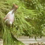 Lunch at Bodhinyanarama - the fresh flowers (for the bird) not the bird.