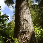 At the root of a tree. Part of John Johns legacy.