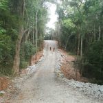 Still in the forest but the road cuts a sterile slash through the land.