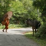 Venerable Sumangala asks directions from one of the locals. One is never sure if these fellows are domestic or wild. Best give a wide berth either way.