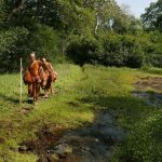 Back in the forest walking to venerable Pasadho's kuti.