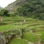 On the way to the Aranya - ladies planting rice.