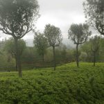 We are in tea country.