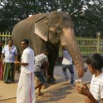 For 200 rupees you get to go under the trunk and then under the belly of the elephant. This is auspiciously lucky - so they say.