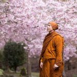 Ajahn Sudhiro shrouded in cherry blossoms.