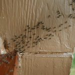 Ants. Lots of ants. Everywhere.