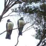 Kereru converse.