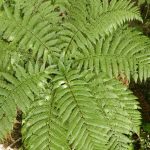 A wee tree fern putting out fresh spring growth at the hermitage.