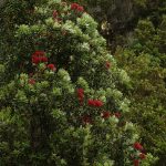 Our lone pohutukawa is finally in flower. It seems quite late this year.