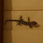Gekko on my kuti wall.