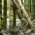 Big bamboo.