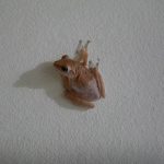 Little frog on the bathroom wall.