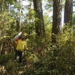 Beat working on clearing the smaller trees and undergrowth to make way for the pine tree fellers.