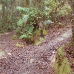 A fork in the road; right to the hermitage left to the giant rimus.